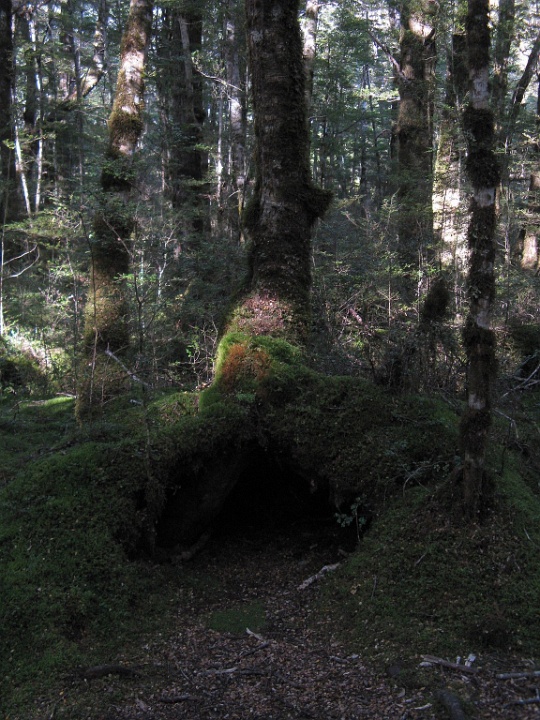 Hollows Beneath a Tree
